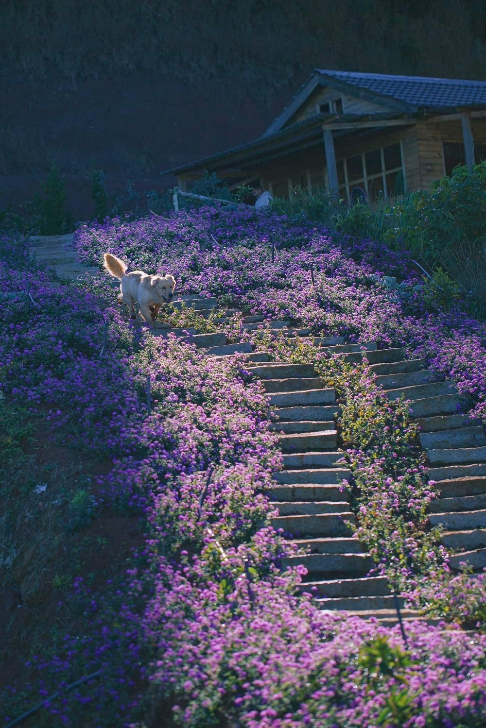 vuon-hoa-lavender
