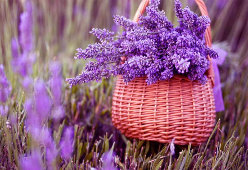 vuon-hoa-lavender